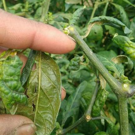 FLASH SALE COD Pestisida Pembasmi Ulat, Pestisida Organik Hama Cabe MONSTER MAX, Obat Hama Tanaman K