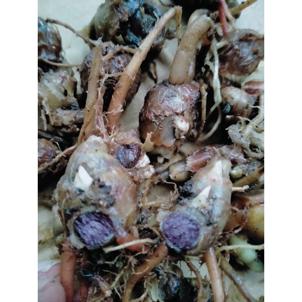 Kunyit Hitam ORIGINAL/ASLI