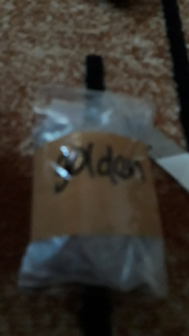 Bonggol Bunga Aglonema Golden Hope