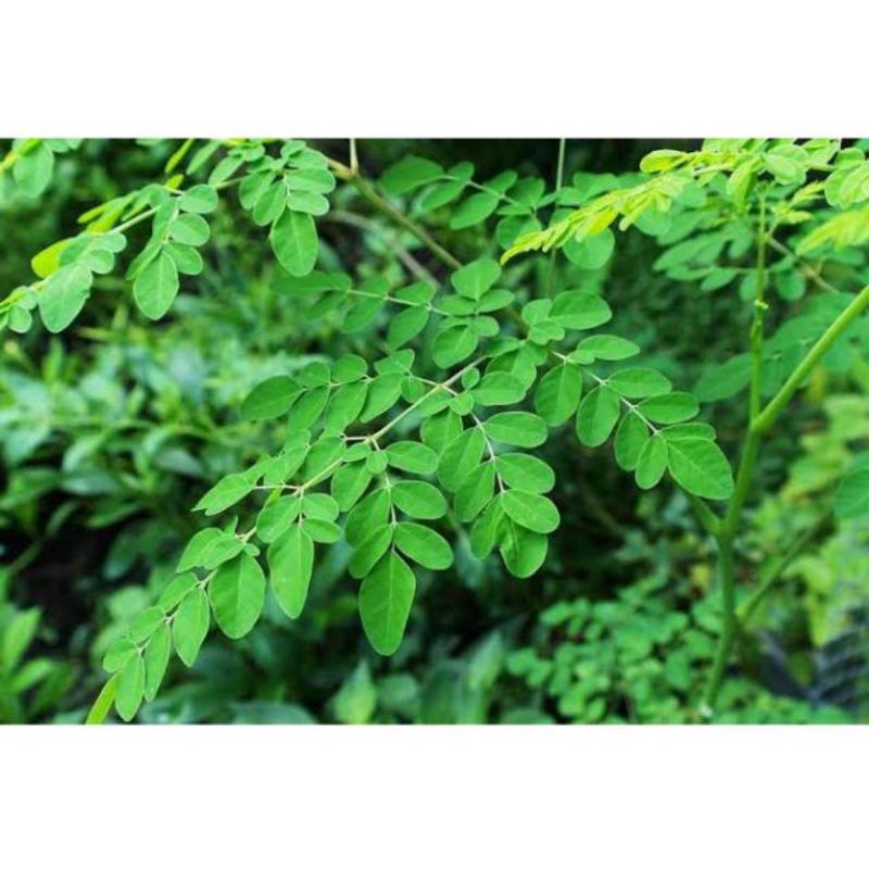 

Daun Kelor Herbal Segar 250gr / Fresh Kelor / Bibit Kelor Siap Tanam