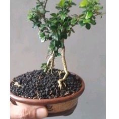 Bonsai Shito Mirten + Pot Keramik