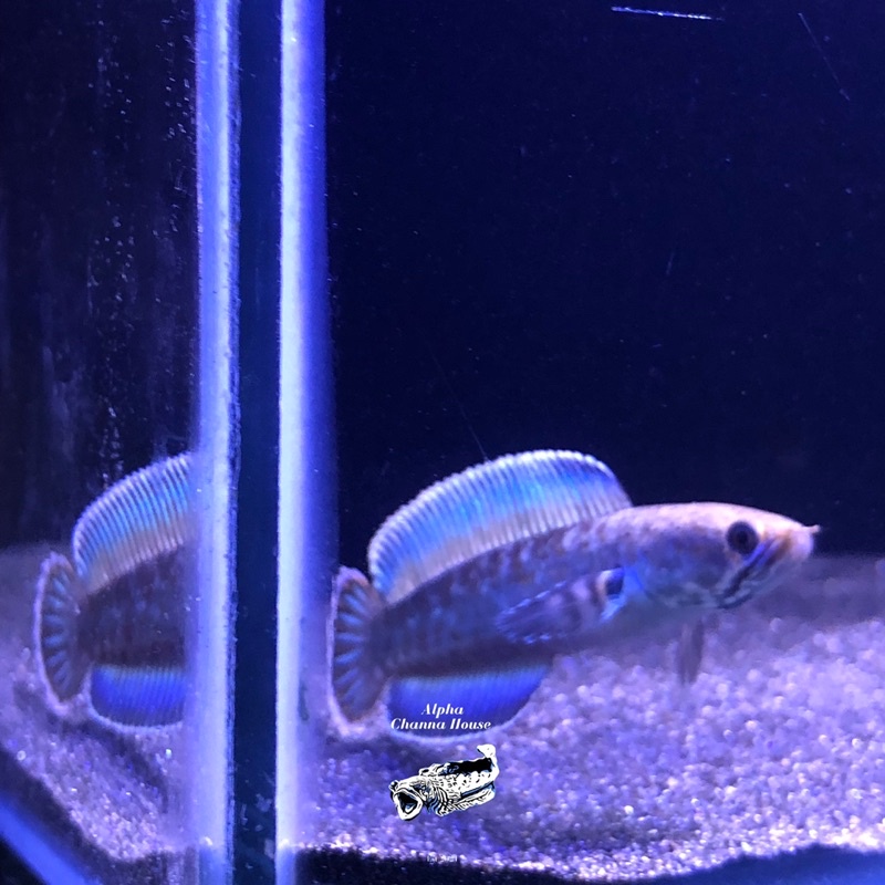 Channa Andrao 6-7 cm High Fin Single Tank