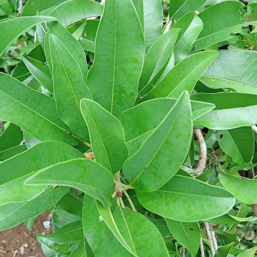

Daun Sawo Segar 500 Gram