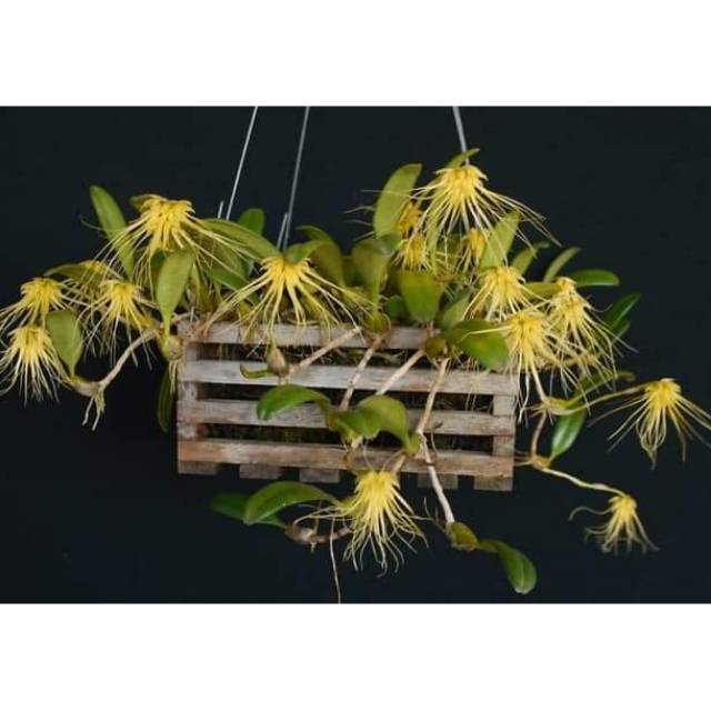 Anggrek mini Bulbo Vaginatum