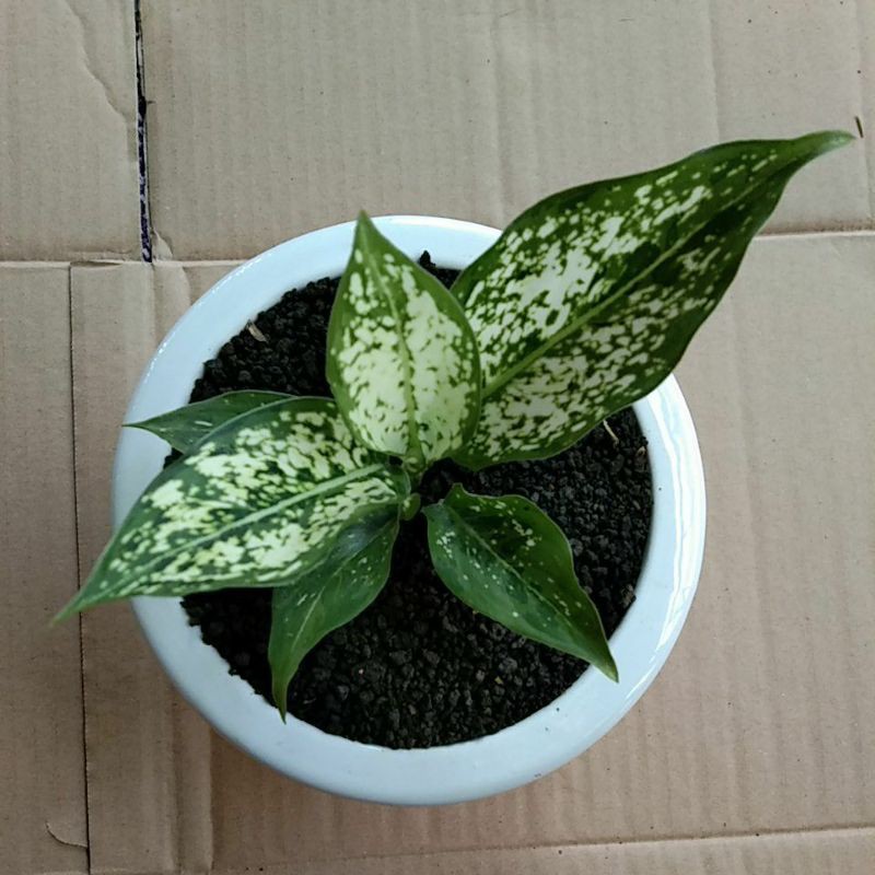 aglaonema snow white