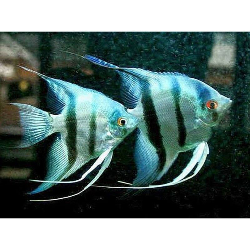 ikan manfish blue pinoy aquaskep