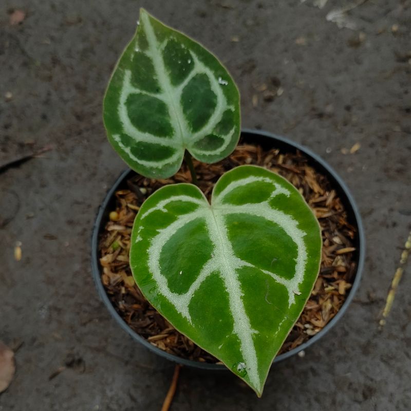Tanaman Hias Anthurium Dorayaki | Kuping Gajah Silver | Baby