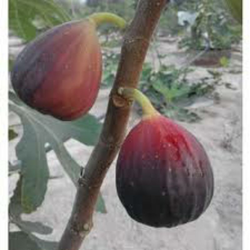 bibit cangkokan pohon buah tin jumbo Black jack