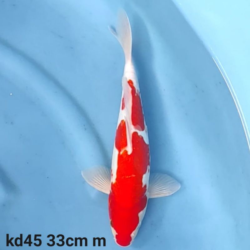 IKAN_KOI_DOITSU_KOHAKU_ARAGOKE