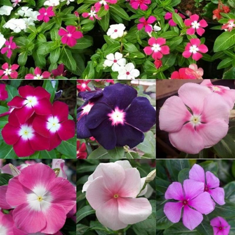 Jual Bunga Vinca Tapak Dara Tanaman Hias Vinca Hybrid F Shopee Indonesia