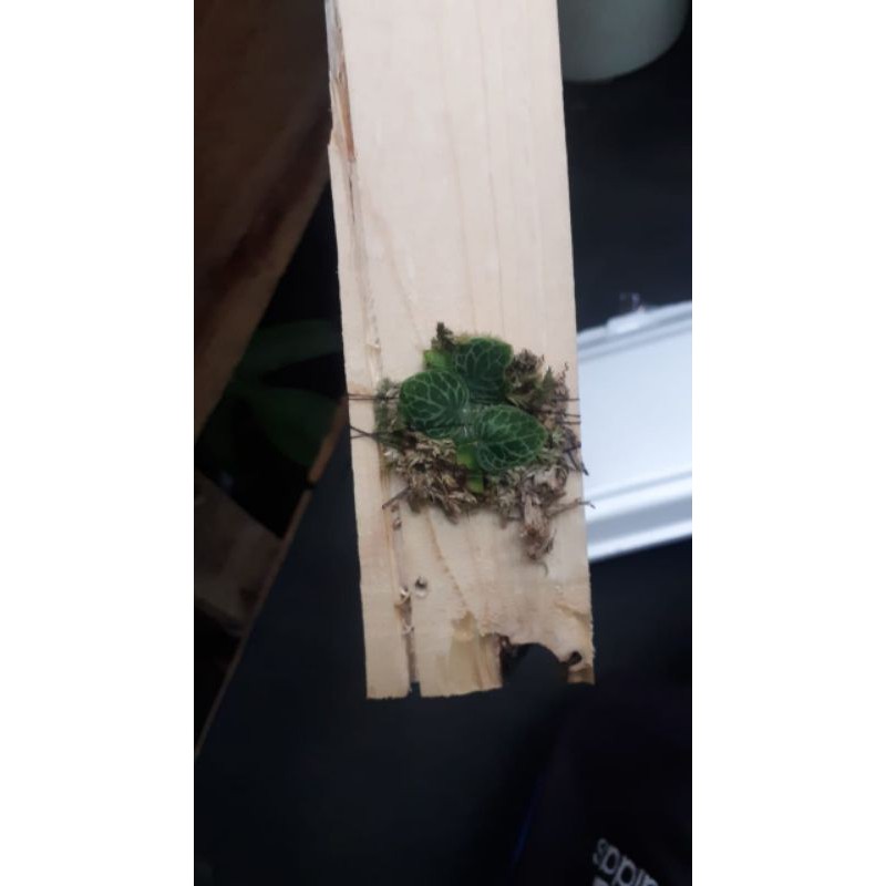 Rhaphidophora cryptantha sedang