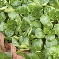 Benih Bibit Biji - Salad Leaves Lambs Lettuce Valentin (Valerianella locusta) Seeds - IMPORT