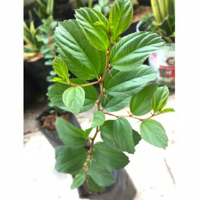 Tanaman Hias Pohon Bidara Arab Beli 4 Gratis 1