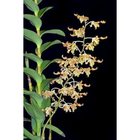 Anggrek dendrobium discolor tanimbar