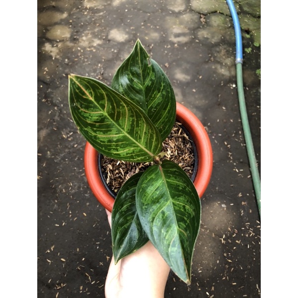 Aglaonema kresna Black