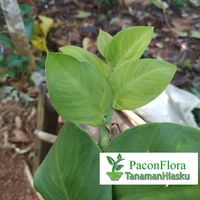 Tanaman hias rambat dolar besar / dolar besar