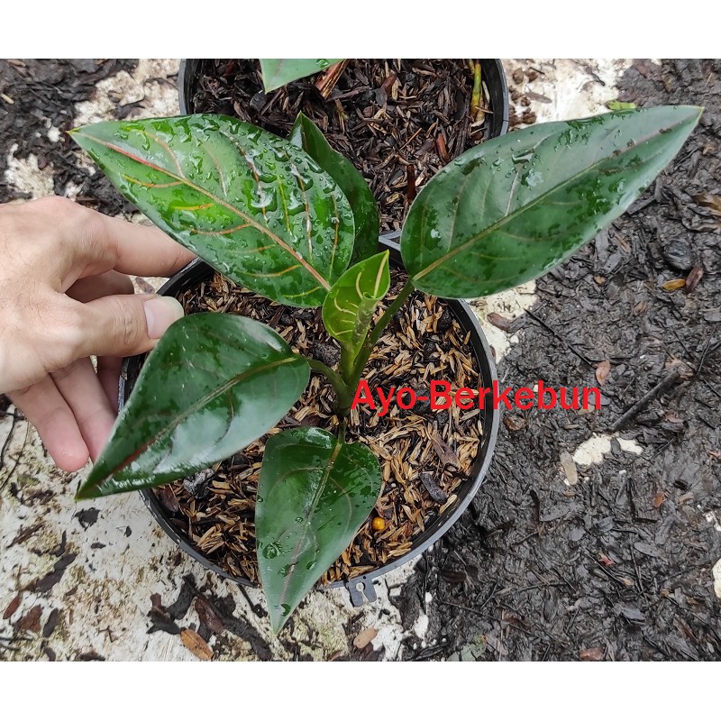 Tanaman Hias Aglonema Rotundum Hijau / Aglaonema Rotundum Hijau / Pohon Aglonema Rotundum Hijau