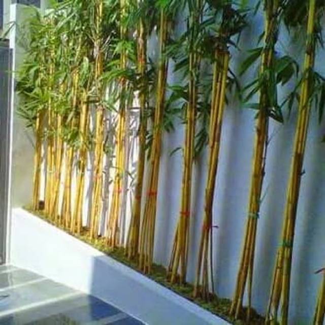Tanaman hias bambu  kuning  panda pohon bambu  kuning  pohon 