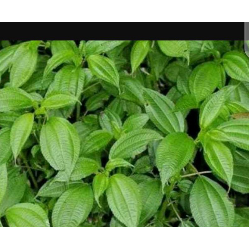 

daun pohpohan lalapan segar 1 ikat