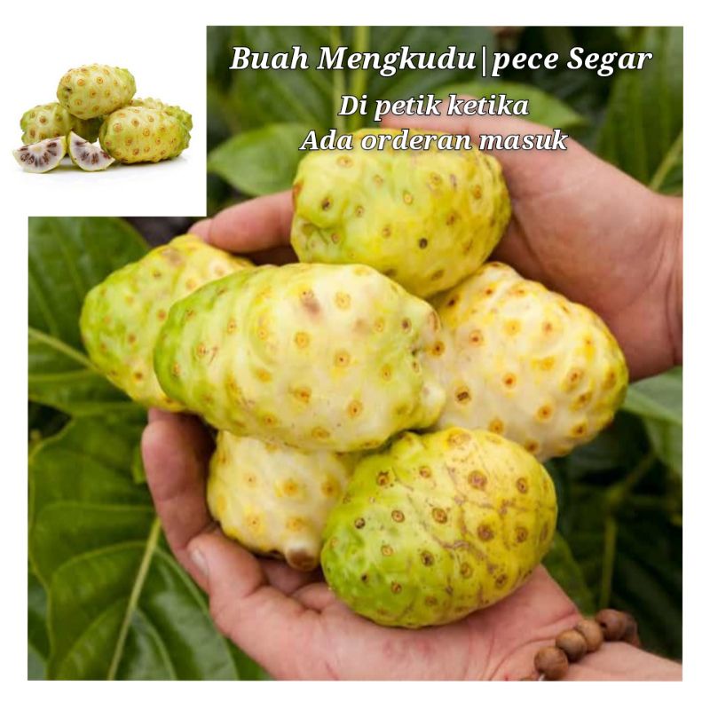 

BUAH MENGKUDU / BUAH PACE SEGAR 1 KG