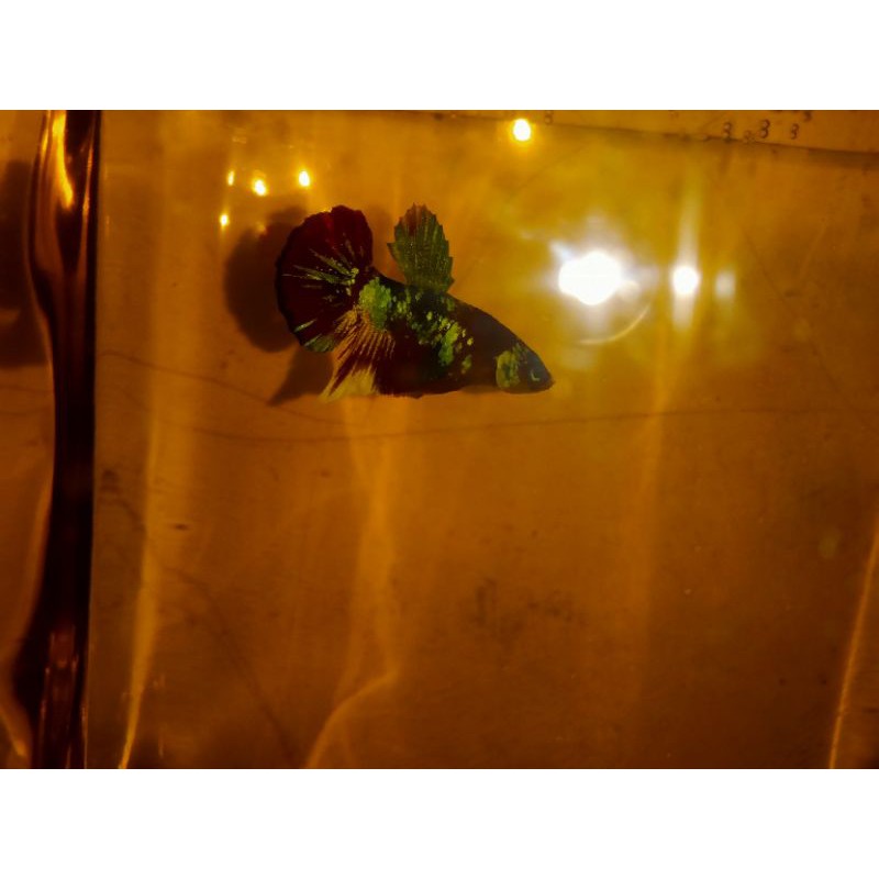 Cupang Red Koi Galaxy Gold