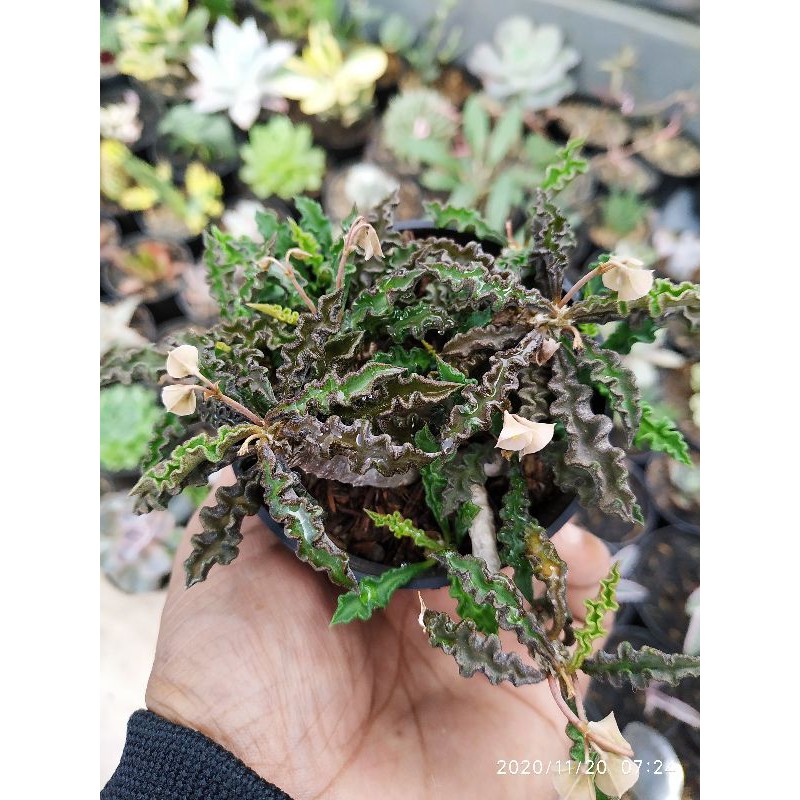 euphorbia decaryi var. spirosticha