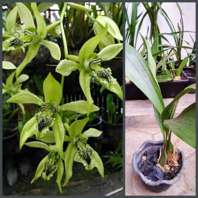Anggrek hitam borneo (Coelogyne pandurata)