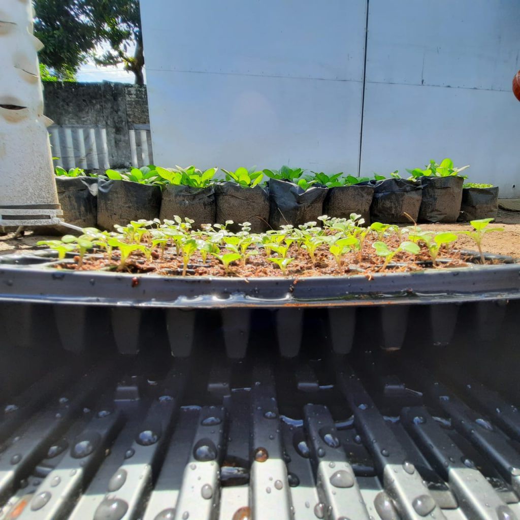 Nampan Wadah Tray Semai Seedling Tray PG.SBY