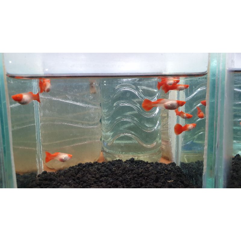 Ikan hias guppy Albino Snake Skin Koi per pasang