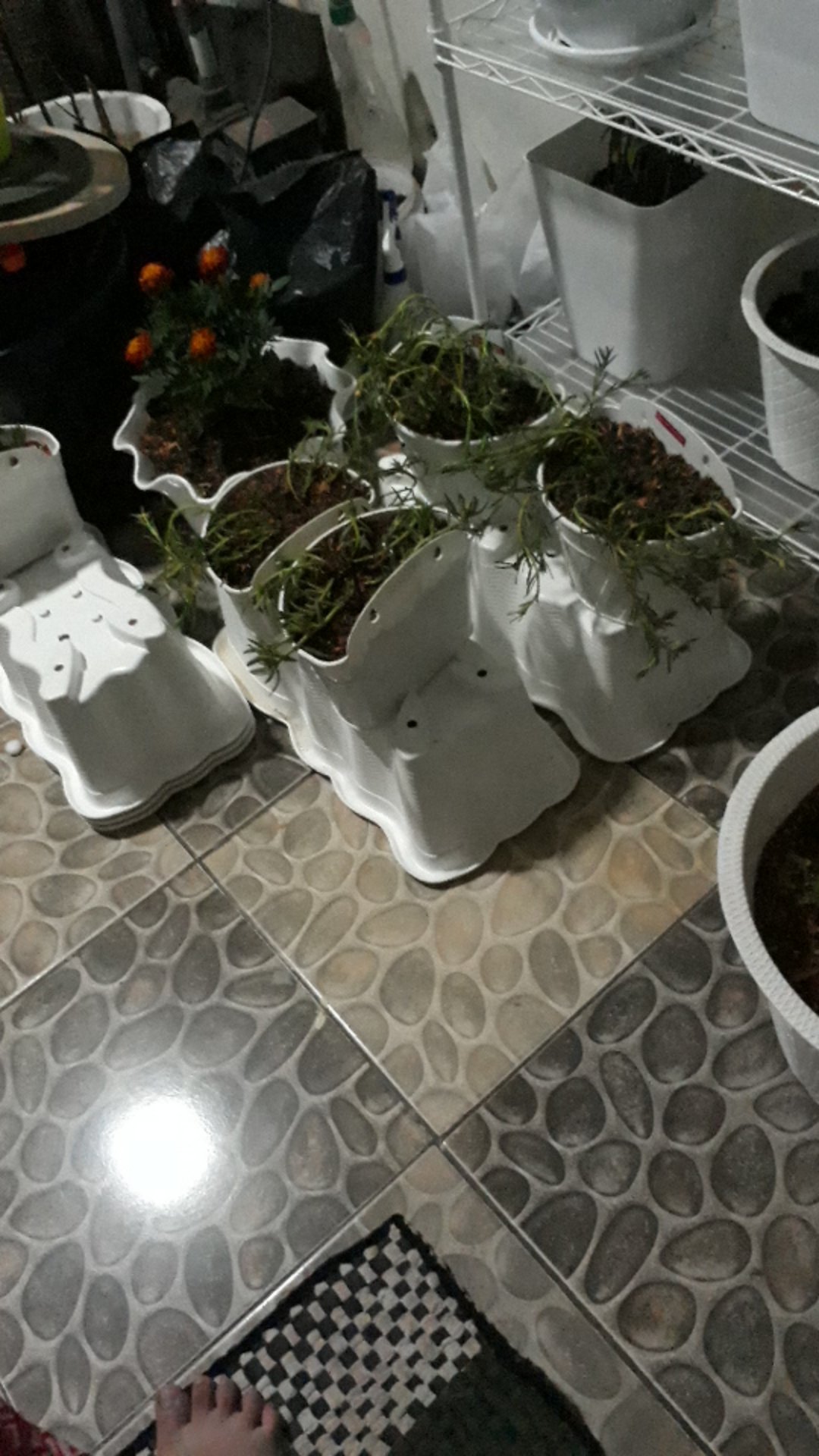 Curacron | Insektisida | Kutu Putih | Obat Hama