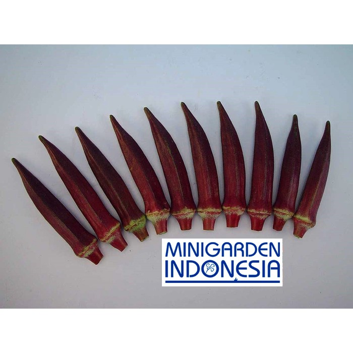 7 BENIH OKRA MERAH F1 bibit tanaman pertanian sayur sayuran herb / herbal