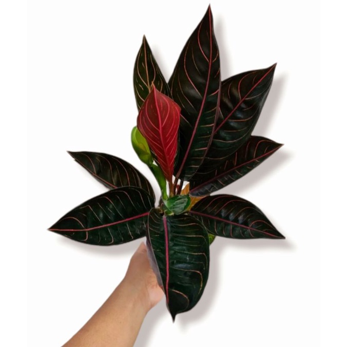 Aglonema black pride of sumatra (Tanaman hias aglaonema black pride of sumatra) - tanaman hias hidup