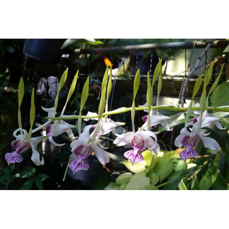 Anggrek Spesies Dendrobium Anntenatum albertisii