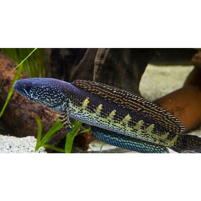 Auranti Maculata uk 14-16cm bukan ikan open PO (single tank)