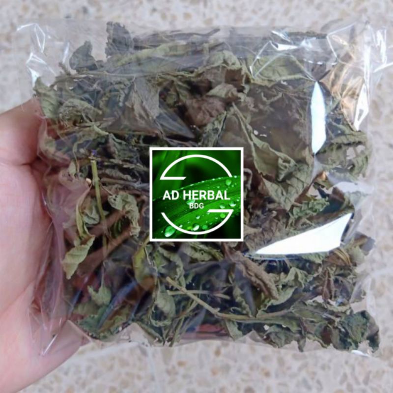 

Daun Pecut Kuda Kering Per Bungkus 100 Gram