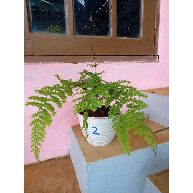 suplir / tanaman hias / suplir daun besar