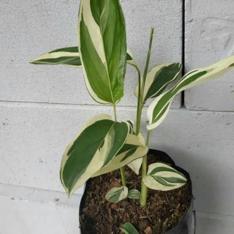 Tanaman hias maranta arundinacea varigata