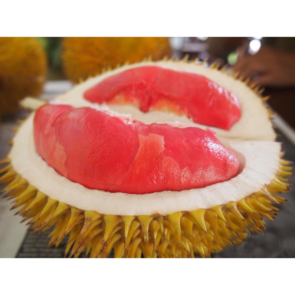 Bibit Durian Merah Kaki Tiga