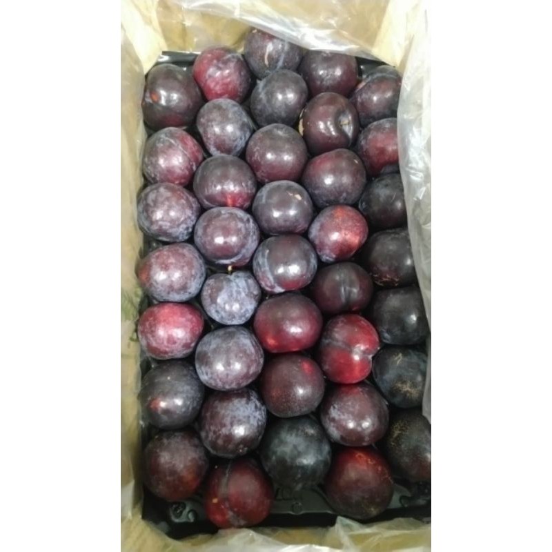 

PlumSpanyol
