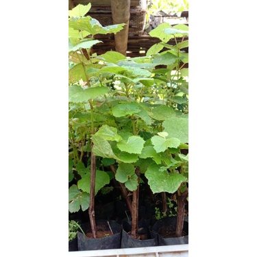 bibit anggur lokal hitam