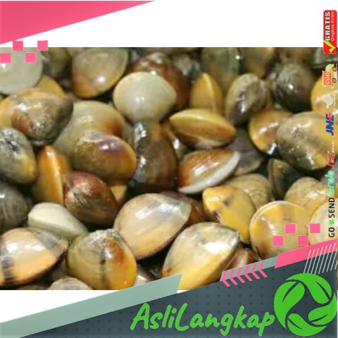 Remis Sungai Obat Herbal Liver dll Haremis Cece Kerang Kuning segar