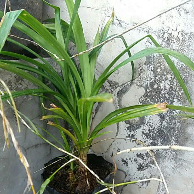 Bibit Tanaman Pandan Wangi / Pohon Pandan Wangi