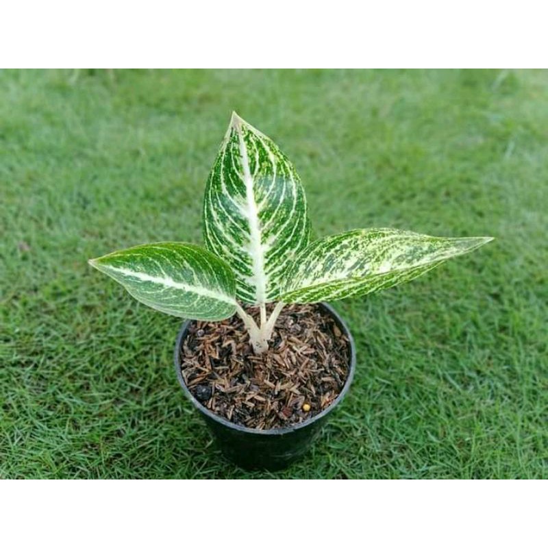 Aglonema legacy putih anakan/baby