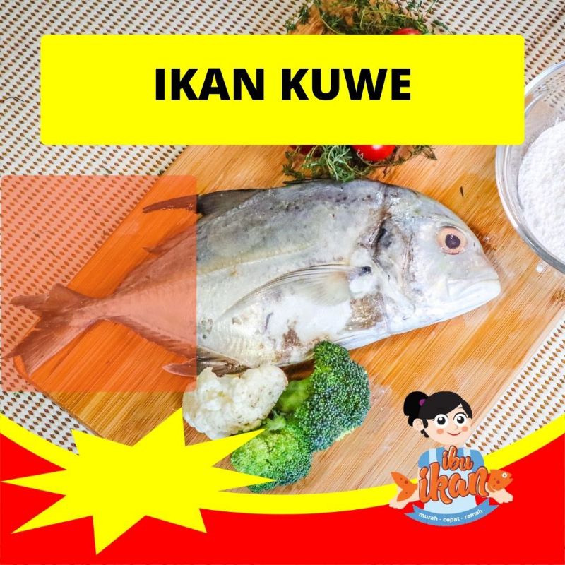 

IKAN KUWE SEGAR LAUT FRESH 500 GRAM (+/-) UNTUK BAKAR RICA RICA