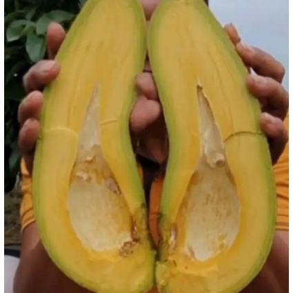 Bibit Alpukat Subang/ Kelut Berkualitas