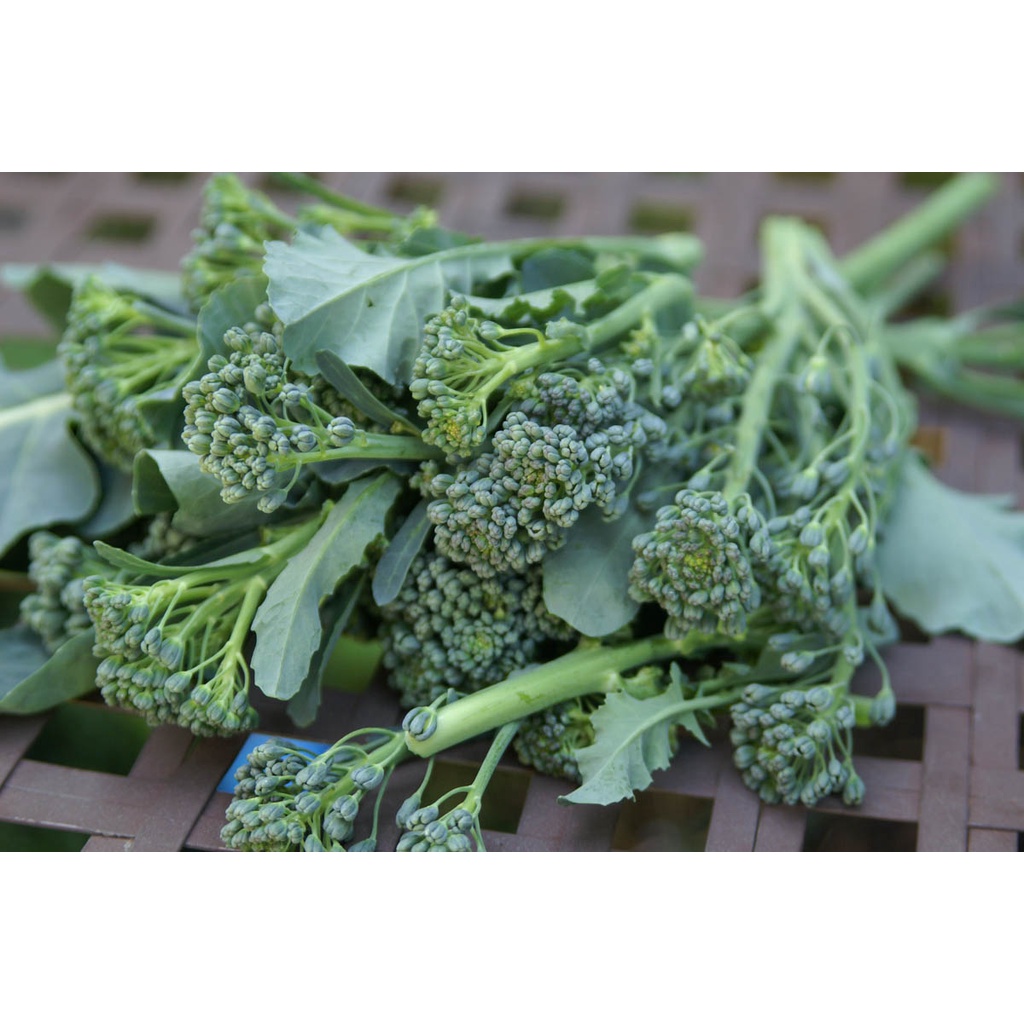 Benih Bibit Biji - Broccoli Calabrese Green Brokoli Hijau USA Seeds - IMPORT