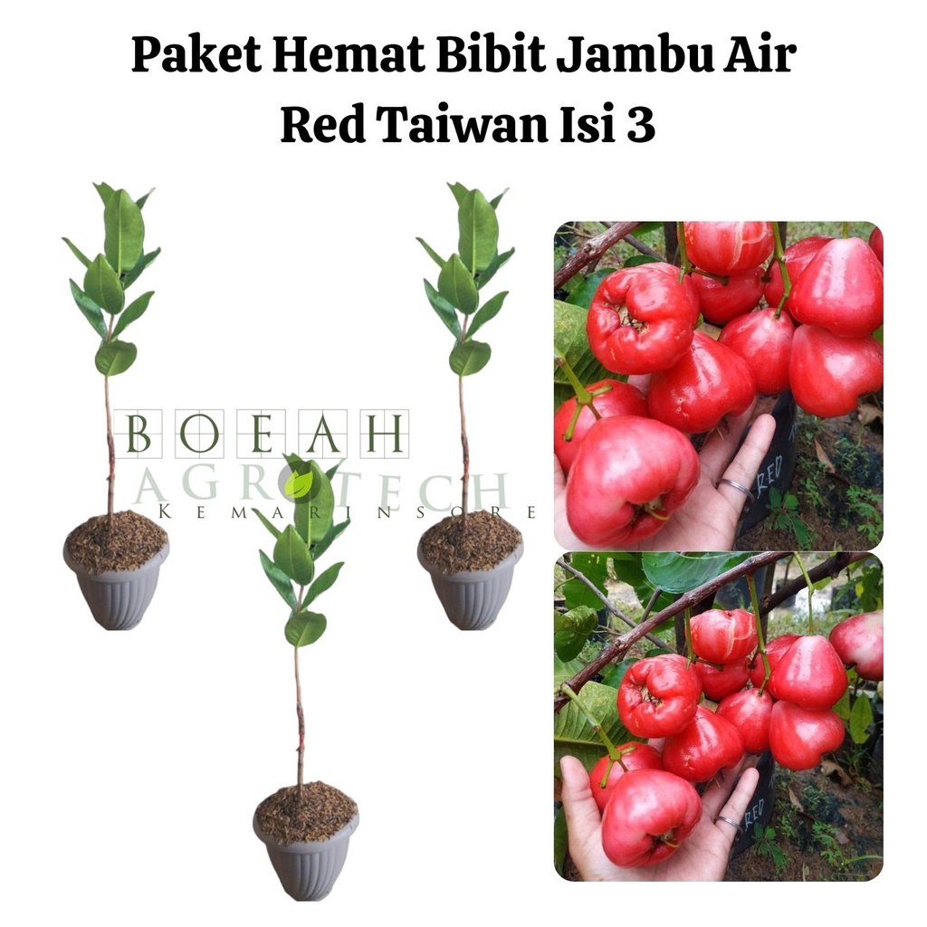 Paket Hemat Bibit Jambu Air Red Taiwan Okulasi Isi 3 Bonus Bibit Strawberry+Polibag