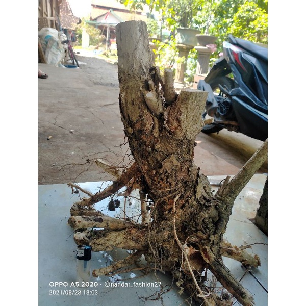 BAHAN DONGKELAN BONSAI WALIKUKUN UKURAN MEDIUM 20K