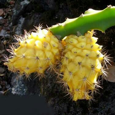 Bibit Buah Naga Kuning Super - Bibit Buah