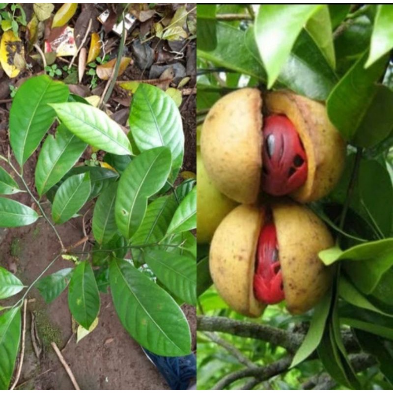 

Bibit pohon pala per tangkai